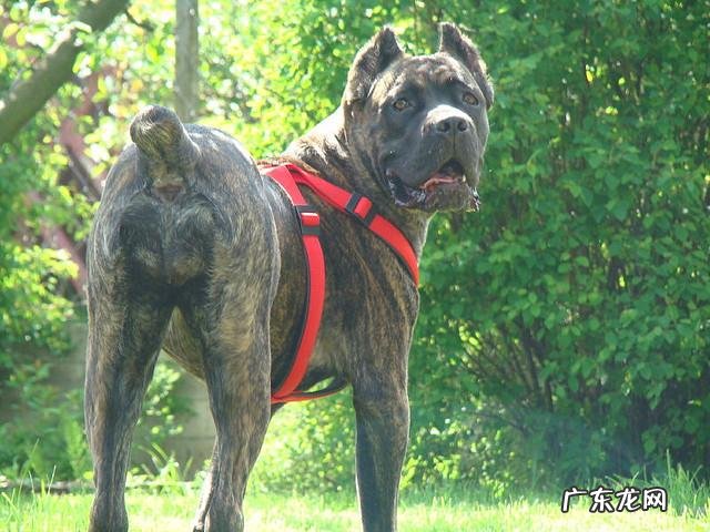 护卫犬都有哪些品种 护卫犬都有哪些