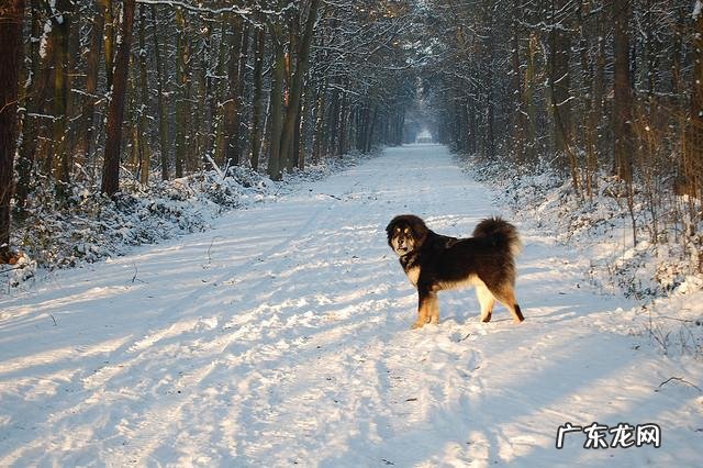 护卫犬都有哪些品种 护卫犬都有哪些