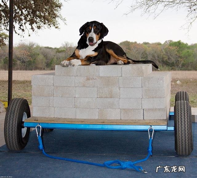 护卫犬都有哪些品种 护卫犬都有哪些