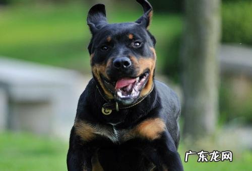 护卫犬都有哪些品种 护卫犬都有哪些