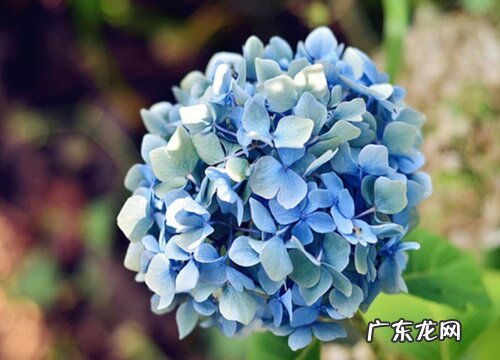 绣球花有什么颜色