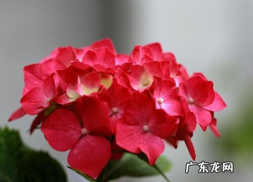 绣球花有什么颜色