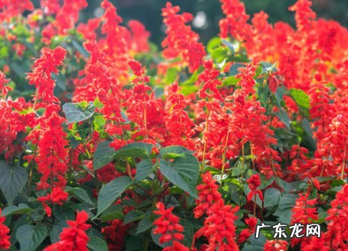 秋天花卉有哪些