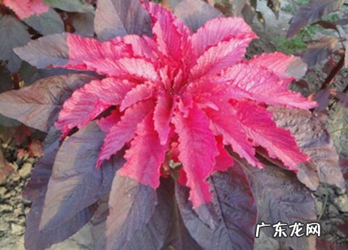 秋天花卉有哪些