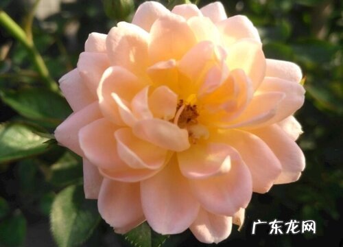 欧月什么时候剪枝合适