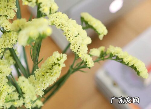 勿忘我有什么颜色