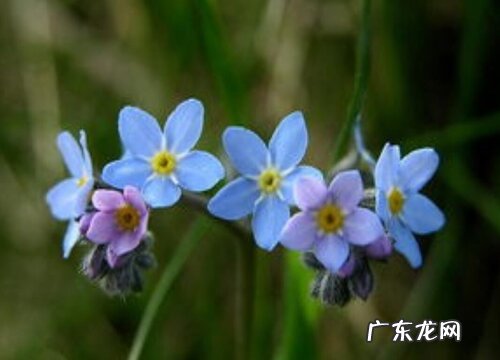 勿忘我有什么颜色