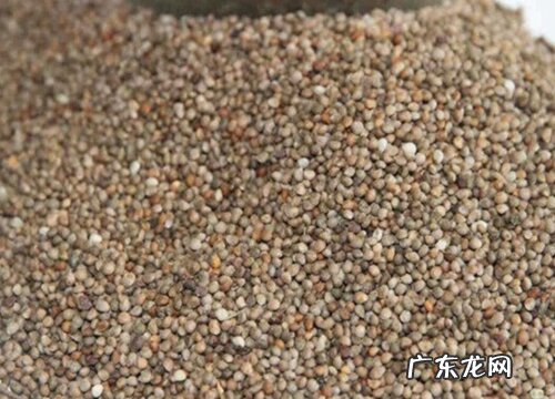 麻籽是什么植物类别