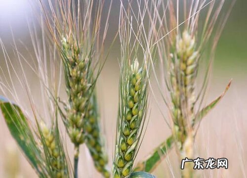 粮食是经济作物吗