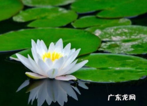 睡莲有什么颜色