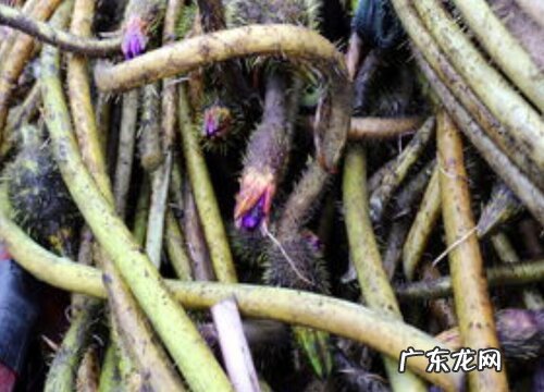 鸡头苞梗是什么植物类别