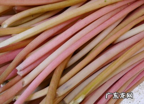 鸡头苞梗是什么植物类别