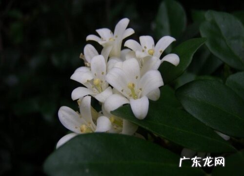 桂花有什么颜色