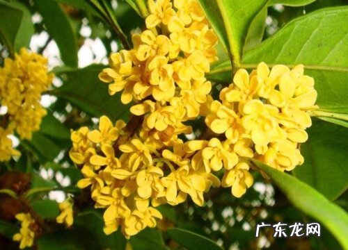 桂花有什么颜色