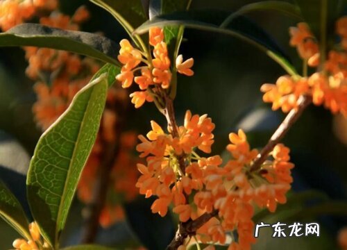 桂花有什么颜色