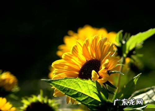 向日葵有什么颜色