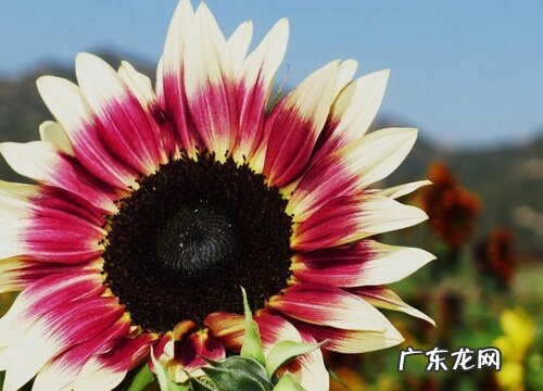 向日葵有什么颜色