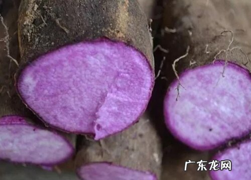 紫山药哪里产的最好