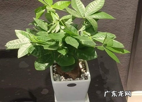 属虎种什么植物最好