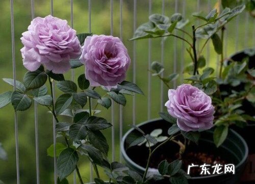 蓝色风暴怎么养长的好