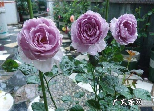 蓝色风暴怎么养长的好