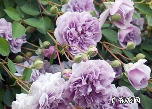 蓝色风暴怎么养长的好