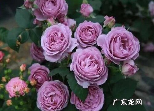 蓝色风暴怎么养长的好