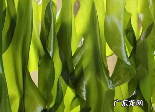 裙带菜哪里产的最好