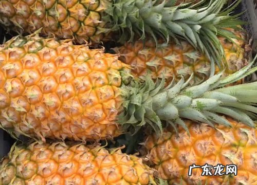 金菠萝是什么水果