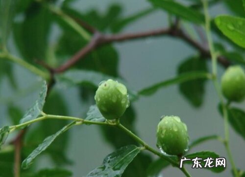 酸枣哪里产的最好