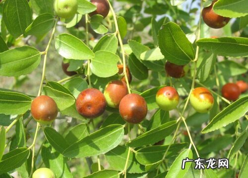 酸枣哪里产的最好