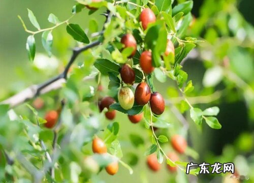 酸枣哪里产的最好