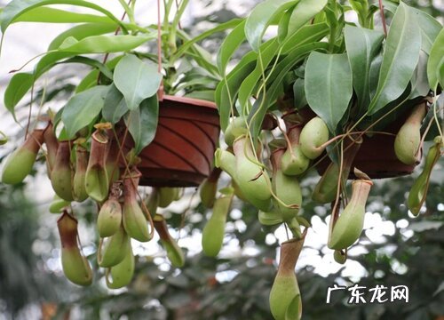 会吃虫子的植物有哪些