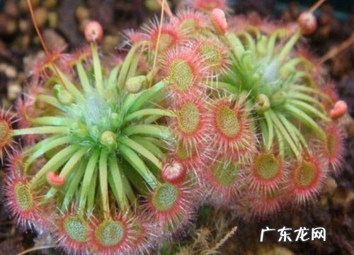 会吃虫子的植物有哪些