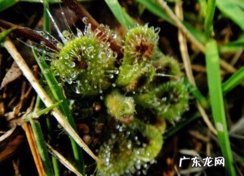 会吃虫子的植物有哪些