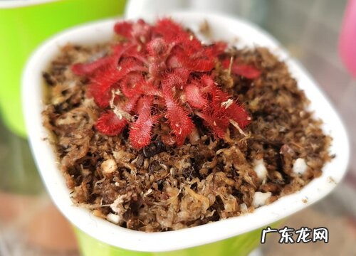 会吃虫子的植物有哪些