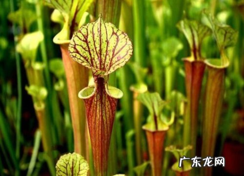 会吃虫子的植物有哪些