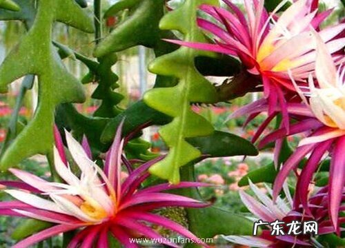 昙花要经常浇水吗