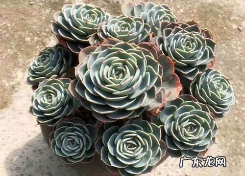 玉蝶夏天怎么养护