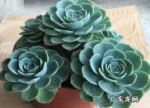 玉蝶夏天怎么养护