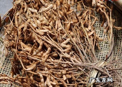 黄豆哪里产的最好
