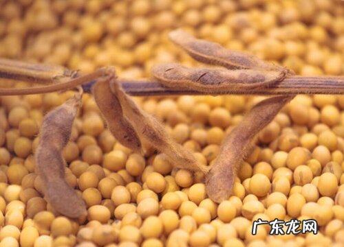 黄豆哪里产的最好