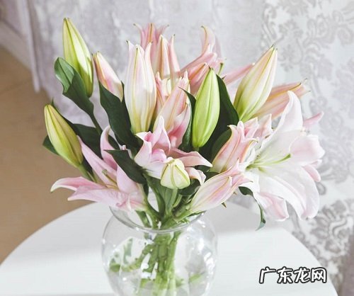 庭院种百合好吗