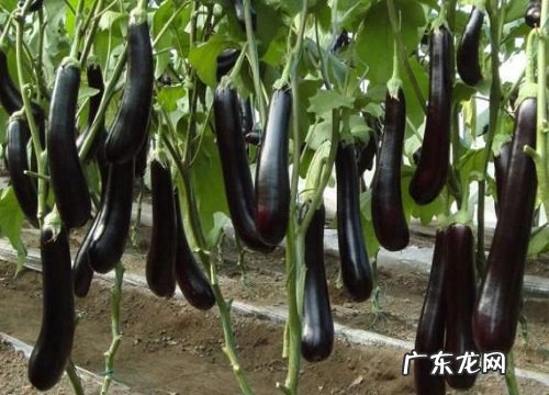 茄子开花不结果怎么办