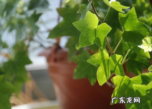 常春藤夏天怎么养护