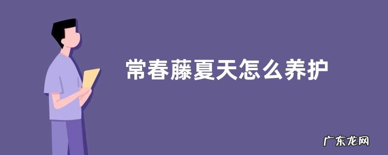 常春藤夏天怎么养护