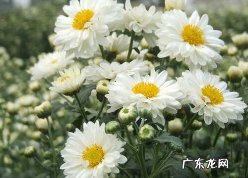 杭白菊哪里产的最好