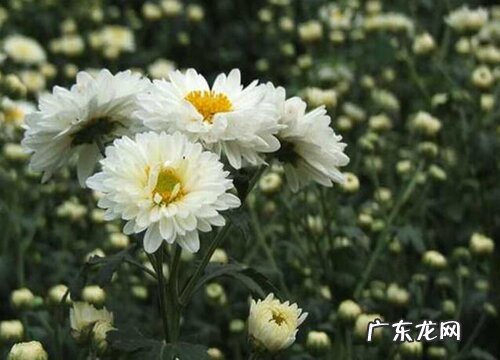 杭白菊哪里产的最好