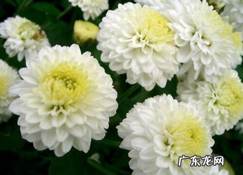 杭白菊哪里产的最好