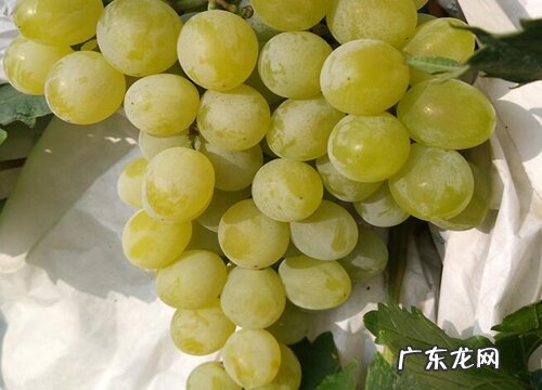 葡萄哪里产的最好